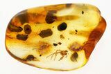 Fossil Spider Exuvia (Araneae) and Coprolites in Baltic Amber #288590-1